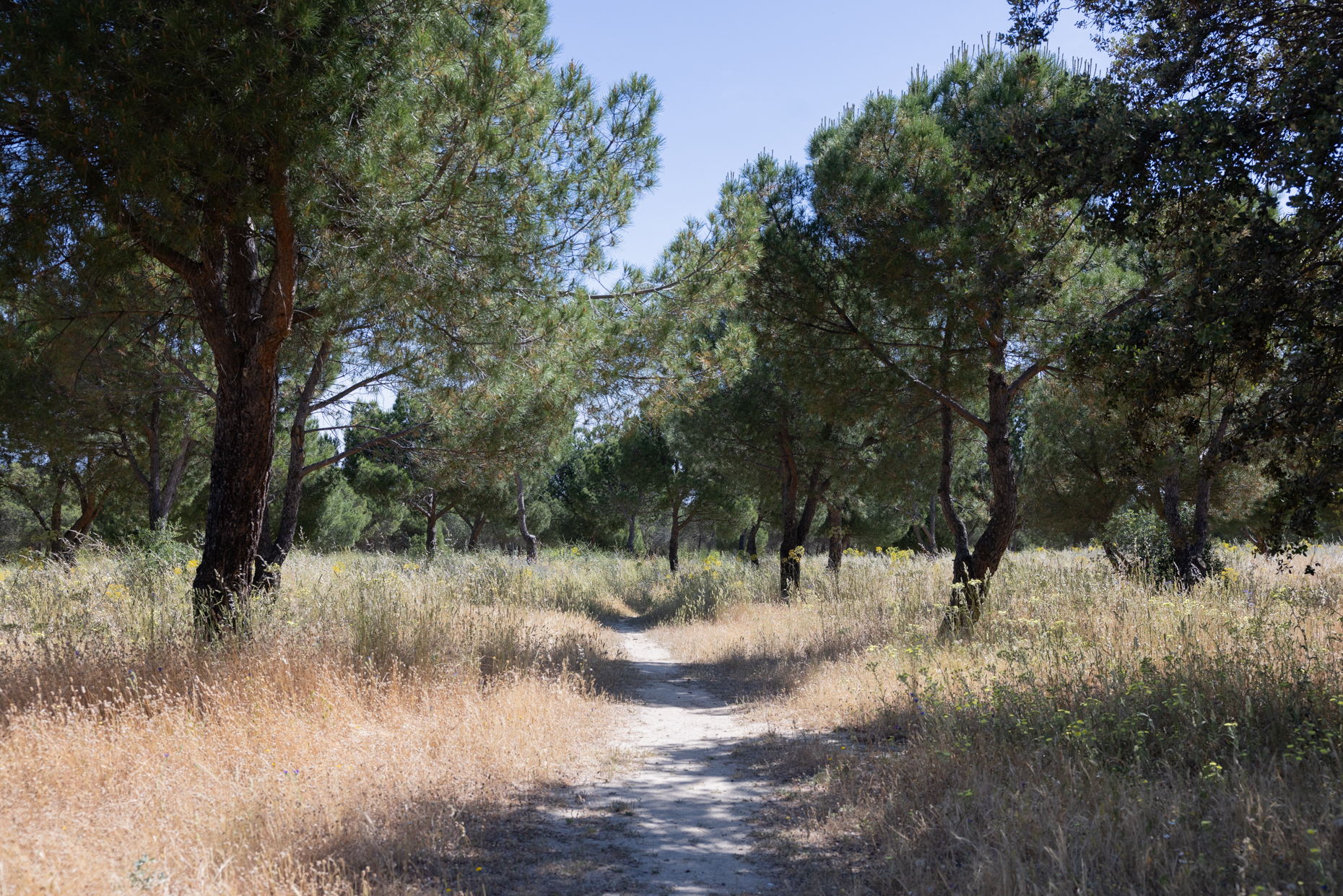 Tres Cantos propone siete rutas medioambientales para conocer su entorno natural