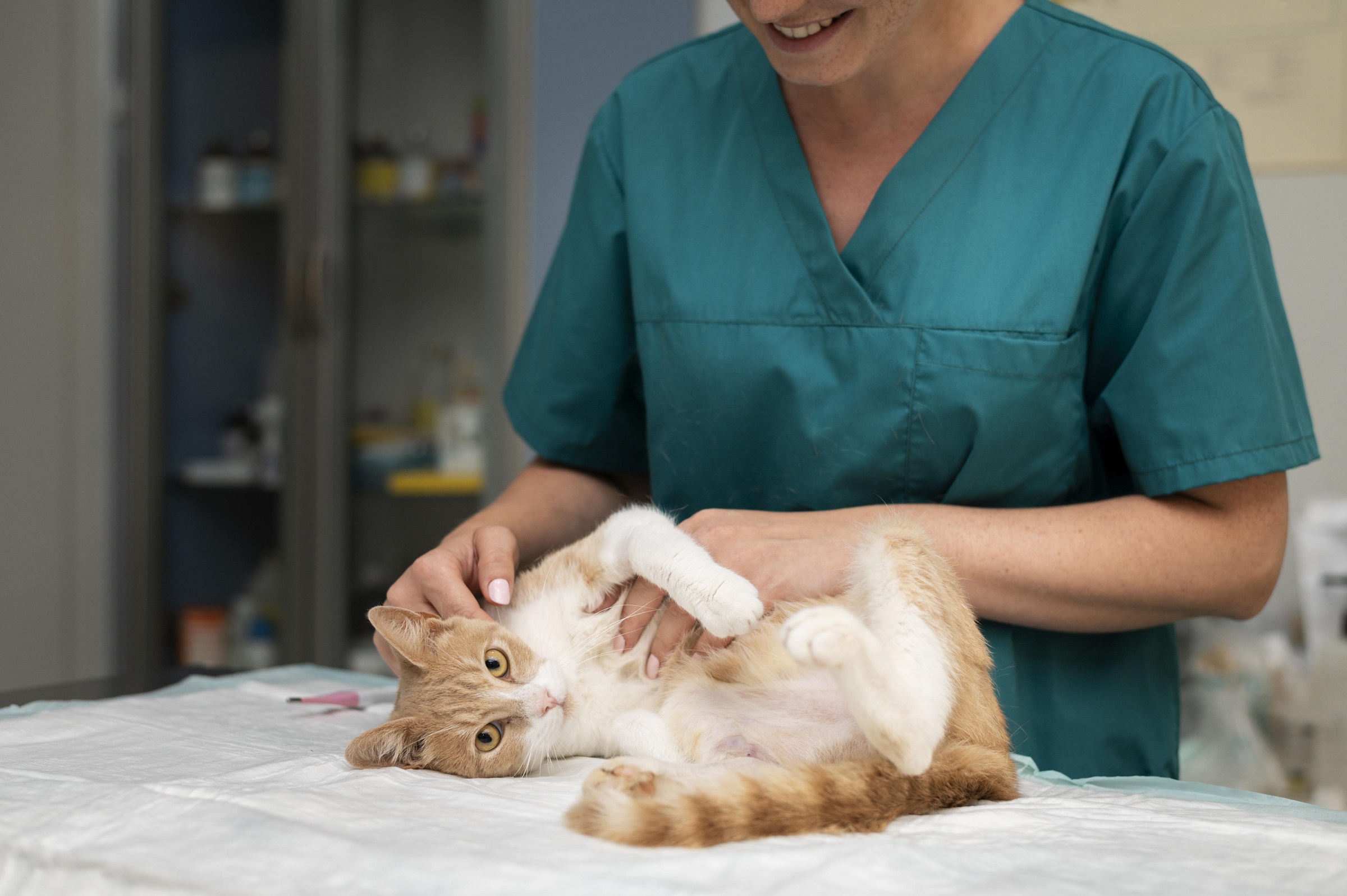 Colmenar Viejo activa campaña tenencia responsable de gatos